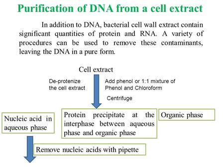 Purification of DNA from a cell extract In addition to DNA, bacterial cell wall extract contain significant quantities of protein and RNA. A variety of.