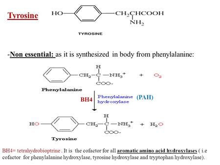 Tyrosine Non essential: as it is synthesized in body from phenylalanine: (PAH) BH4 BH4= tetrahydrobioptrine . It is the cofactor for all aromatic amino.
