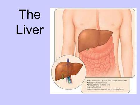 The Liver. Outline the circulation of blood through liver tissue, including the hepatic artery, hepatic portal vein, sinusoids and hepatic vein. Explain.