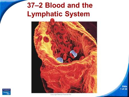 37–2 Blood and the Lymphatic System