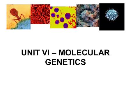 UNIT VI – MOLECULAR GENETICS. IV. MICROBIAL GENETICS – VIRUSES Discovery of Viruses  1883 - Adolf Mayer discovered that ___________________________________.