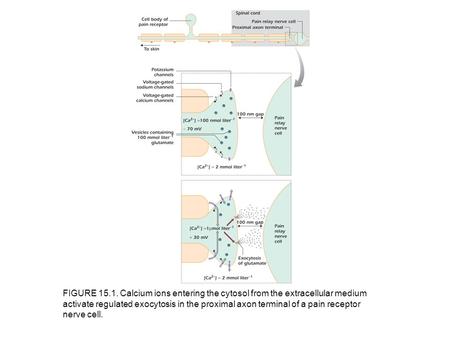 FIGURE 15.1. Calcium ions entering the cytosol from the extracellular medium activate regulated exocytosis in the proximal axon terminal of a pain receptor.