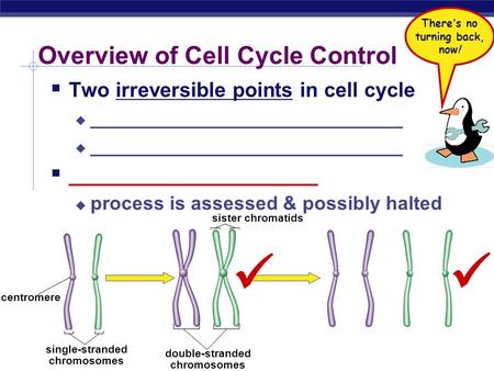 Overview of Cell Cycle Control