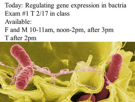 Today: Regulating gene expression in bactria Exam #1 T 2/17 in class Available: F and M 10-11am, noon-2pm, after 3pm T after 2pm.