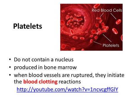 Platelets Do not contain a nucleus produced in bone marrow when blood vessels are ruptured, they initiate the blood clotting reactions