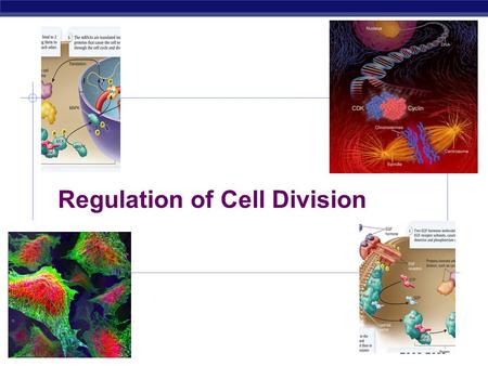 AP Biology 2008-2009 Regulation of Cell Division.