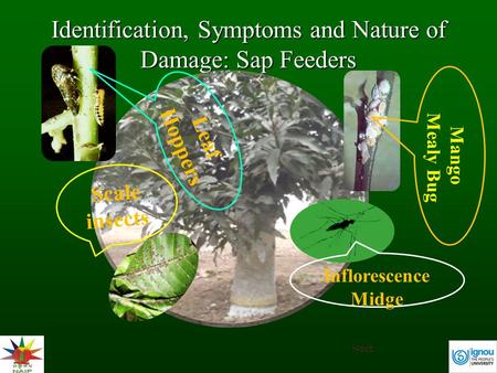 Identification, Symptoms and Nature of Damage: Sap Feeders