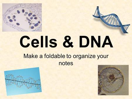 Cells & DNA Make a foldable to organize your notes.
