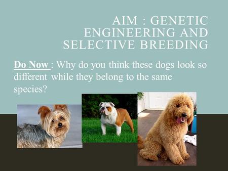 AIM : GENETIC ENGINEERING AND SELECTIVE BREEDING Do Now : Why do you think these dogs look so different while they belong to the same species?