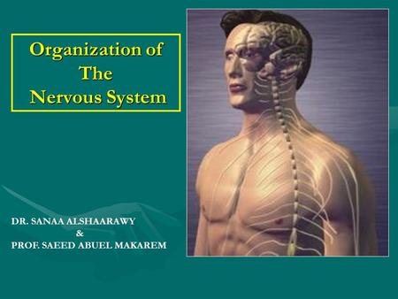Organization of The Nervous System DR. SANAA ALSHAARAWY & PROF. SAEED ABUEL MAKAREM.