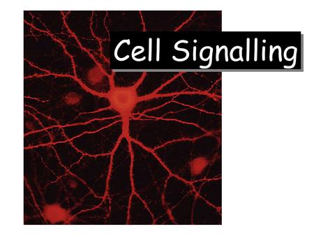 Cell Signalling. Figure source:  uk/teaching/courses/mo dules/Ercs.html Figure source:  uk/teaching/courses/mo.