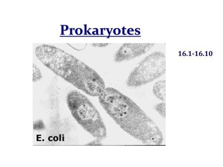 Prokaryotes 16.1-16.10.
