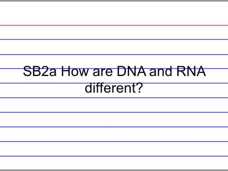 SB2a How are DNA and RNA different? DNA is double stranded and RNA is single stranded. RNA has Uracil and DNA has thymine. DNA is only in the nucleus.