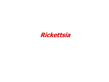 Rickettsia. Rickettsia is a diverse collection of obligate intracellular parasites found in ticks, lice, fleas, mites and mammals Smaller than bacteria.