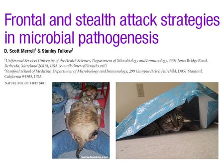 Frontal vs Stealth Attack Strategy Characteristics? –Symptoms –Timespan –Immune involvement.