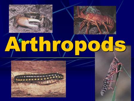 Arthropods. Body Plans 3 main characteristics exoskeleton Chitin Can be hard or leathery Can be hard or leathery Used like armor Molting for growing.