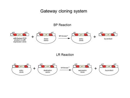 Gateway cloning system