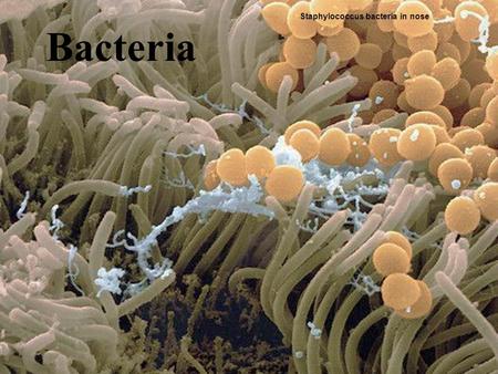 Copyright © 2008 Pearson Education, Inc., publishing as Pearson Benjamin Cummings Bacteria Staphylococcus bacteria in nose.