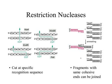 Restriction Nucleases Cut at specific recognition sequence Fragments with same cohesive ends can be joined.