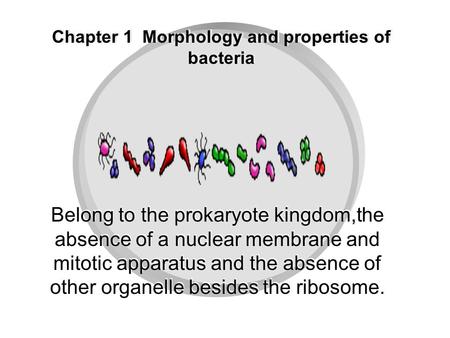 Chapter 1 Morphology and properties of bacteria Belong to the prokaryote kingdom,the absence of a nuclear membrane and mitotic apparatus and the absence.
