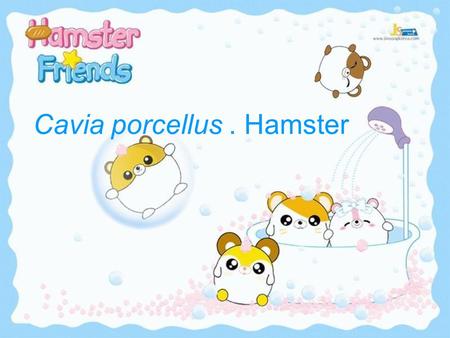 Cavia porcellus. Hamster. The guinea pig (Cavia porcellus), also commonly called the Cavy, is a species of rodent belonging to the family Caviidae and.