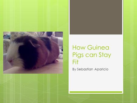 How Guinea Pigs can Stay Fit By Sebastian Aparicio.