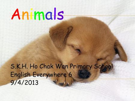 S.K.H. Ho Chak Wan Primary School English Everywhere 6 9/4/2013 AnimalsAnimals.