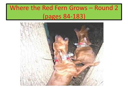 Where the Red Fern Grows – Round 2 (pages )