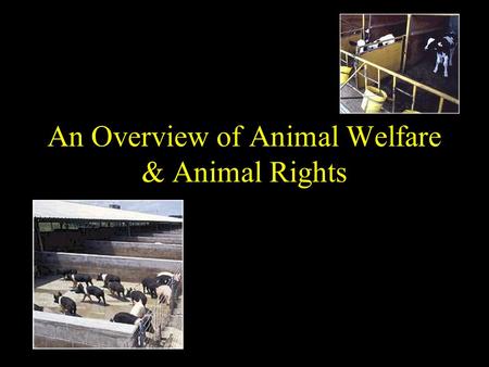 An Overview of Animal Welfare & Animal Rights