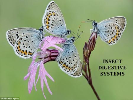 INSECT DIGESTIVE SYSTEMS. Insect Digestive System Developmentally 1 2 3 1. Foregut (stomatodeum) - ectodermal 2. Hindgut (proctodeum) - ectodermal 3.