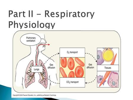  Pulmonary ventilation: air is moved in and out of the lungs  External respiration: gas exchange between blood and alveoli  Respiratory gas transport:
