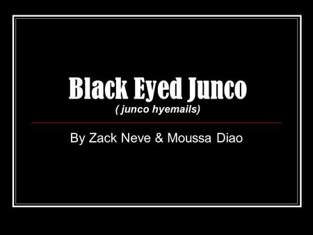 Black Eyed Junco ( junco hyemails) By Zack Neve & Moussa Diao.
