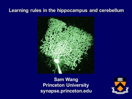 Learning rules in the hippocampus and cerebellum Sam Wang Princeton University synapse.princeton.edu.