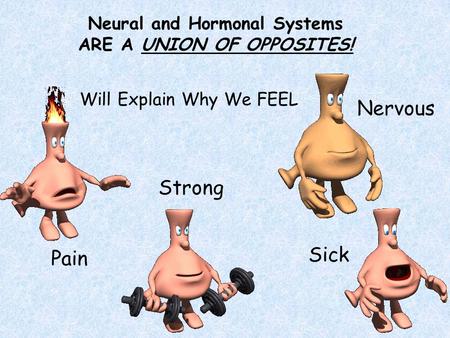 Neural and Hormonal Systems ARE A UNION OF OPPOSITES!
