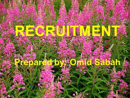 RECRUITMENT Prepared by: Omid Sabah. Objectives : By the end of this chapter you will be able to:  Introduction to Recruitment  Constraints on Recruitment.