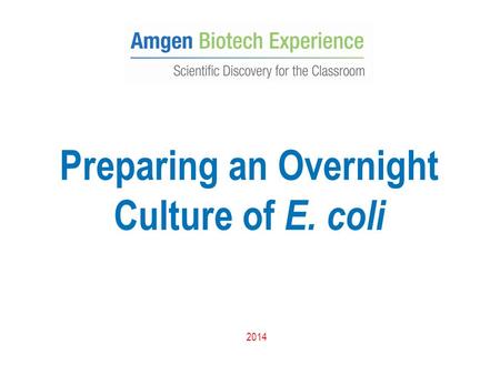 Preparing an Overnight Culture of E. coli 2014. Possible Problems When there is a mixed culture of red and white (nonexpressing) cells, the white cells.