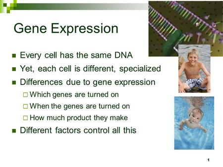 1 Gene Expression Every cell has the same DNA Yet, each cell is different, specialized Differences due to gene expression  Which genes are turned on 