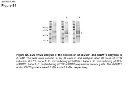 Additional file 1 Figure S1 Figure S1. SDS-PAGE analysis of the expression of sbOMT1 and sbOMT3 enzymes in E. coli. The cells were cultured in an LB medium.