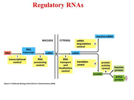 Regulatory RNAs. Cells produce several types of RNA.