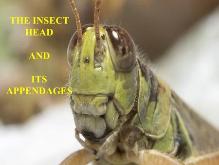 THE INSECT HEAD AND ITS APPENDAGES
