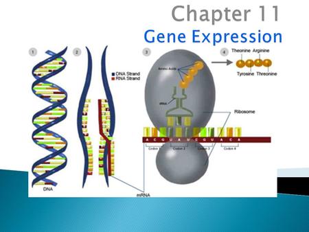 I. Role of Gene Expression  Gene expression is the activation (“turning on”) of a gene ◦ Separation of fingers and toes Genome: complete genetic material.