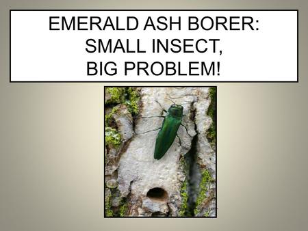 EMERALD ASH BORER: SMALL INSECT, BIG PROBLEM!