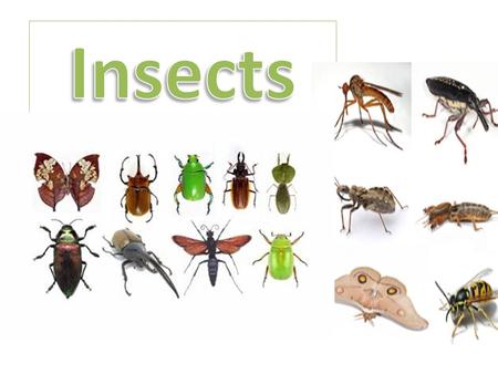 There are 3 basic parts to an insect - the head, thorax (the central portion of the body) and abdomen (the ball typically seen on many insects). The head.