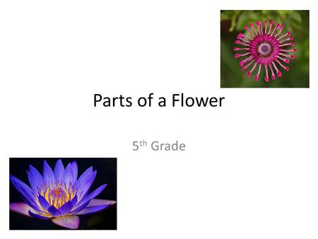 Parts of a Flower 5 th Grade. Parts of a Flower.