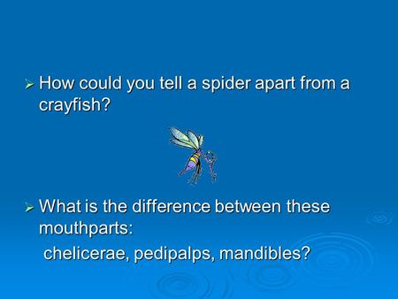 How could you tell a spider apart from a crayfish?