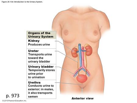 Figure 26-1 An Introduction to the Urinary System.