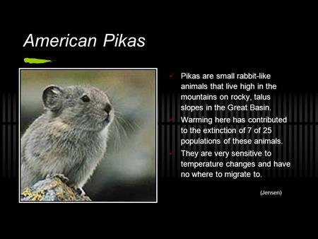 American Pikas Pikas are small rabbit-like animals that live high in the mountains on rocky, talus slopes in the Great Basin. Warming here has contributed.