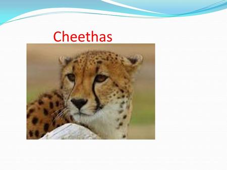 Cheethas. They live in Africa the Middle east and south America.