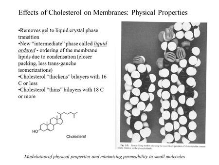 Effects of Cholesterol on Membranes: Physical Properties Removes gel to liquid crystal phase transition New “intermediate” phase called liquid ordered.