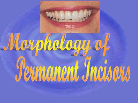 It is related to Anterior group Quadrant – 4 quadrants UR, UL, LL, LR – Two incisors in each quadrant Two types central incisors lateral incisors FDI.